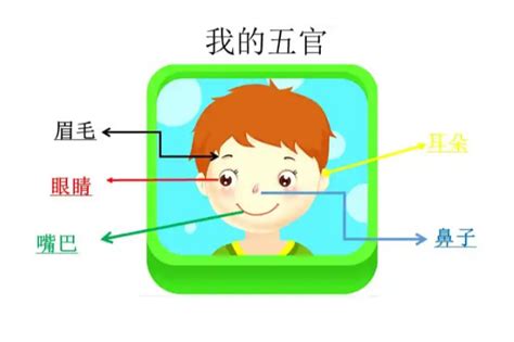 眼耳口鼻五官|人体五官有哪些？